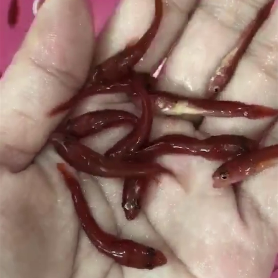 烏蘇鉛筆魚苗