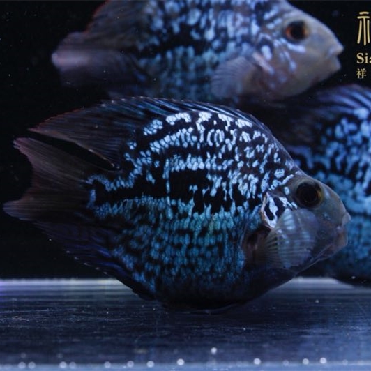 競(jìng)秀黑卡魚(yú)