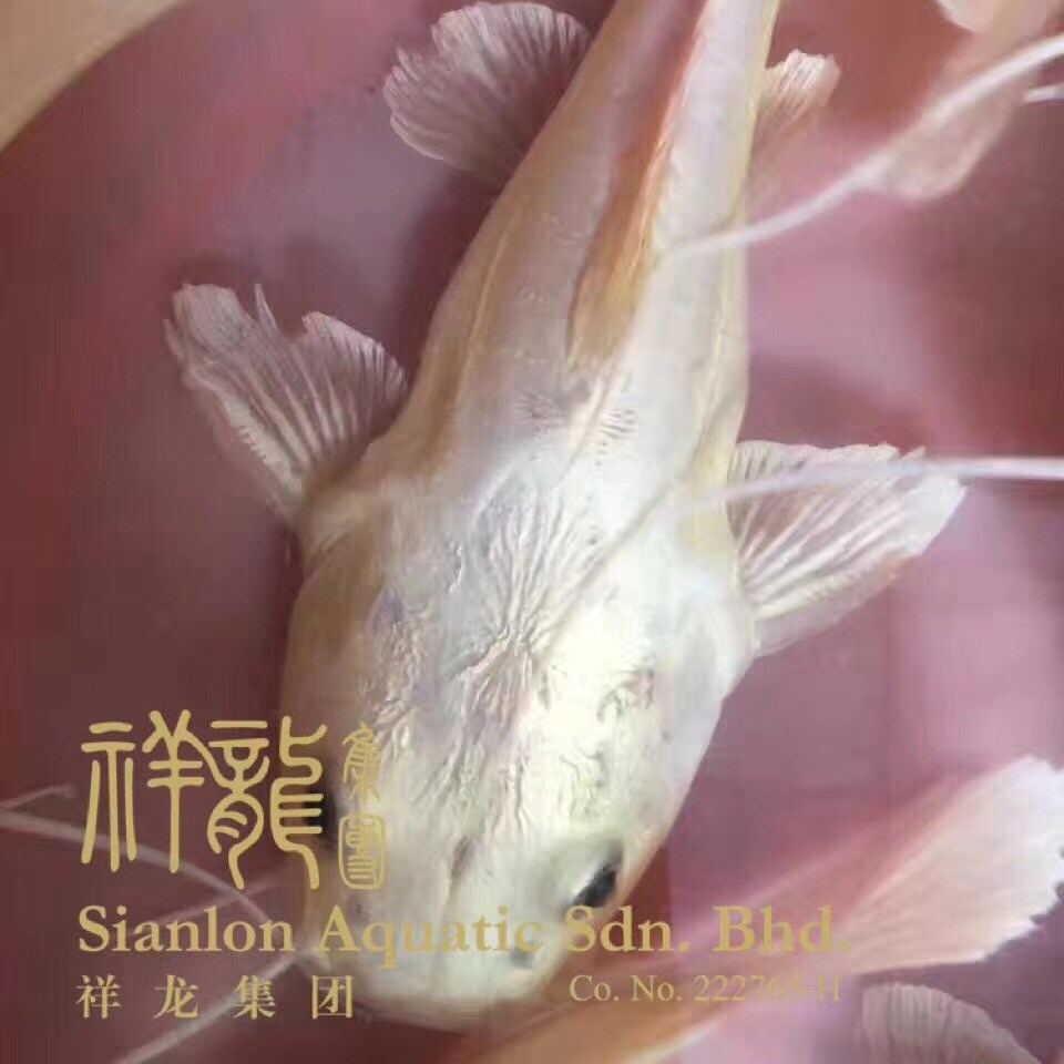 思南黃金招財貓魚