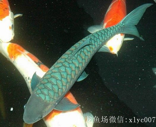 上栗吉羅魚