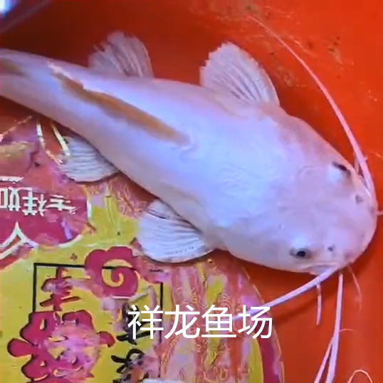 梁溪白金招財(cái)貓魚批發(fā)