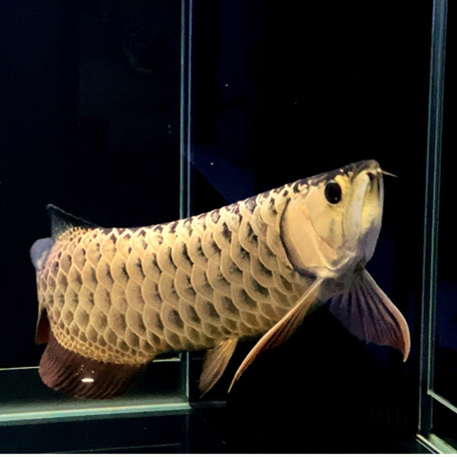 廬山古典過(guò)背金龍魚(yú)