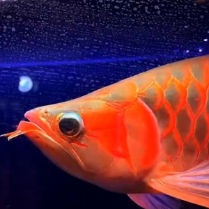 固原水族館（祥龍代理店）寬體下掛鰭高品質(zhì)超血紅龍魚(yú)