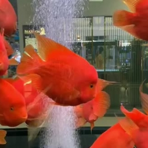 錫山水族館財(cái)神鸚鵡魚