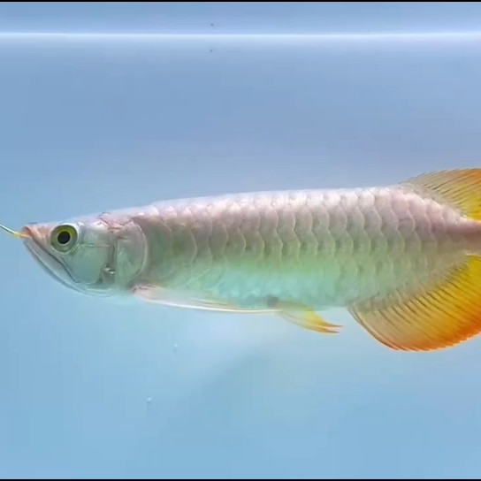 昂昂溪赫舞品牌紅龍魚