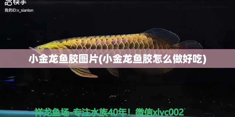 武義小金龍魚膠圖片(小金龍魚膠怎么做好吃)