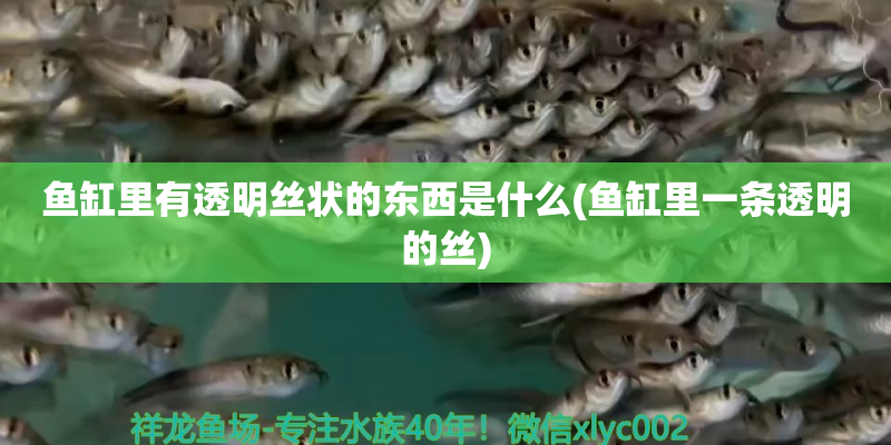 邢臺(tái)魚缸里有透明絲狀的東西是什么(魚缸里一條透明的絲)