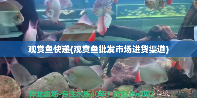 墾利觀賞魚快遞(觀賞魚批發(fā)市場進(jìn)貨渠道)