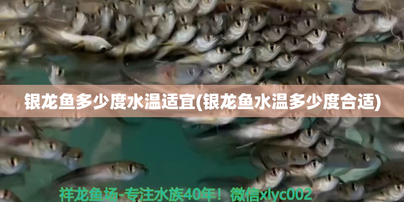 梁溪銀龍魚多少度水溫適宜(銀龍魚水溫多少度合適)