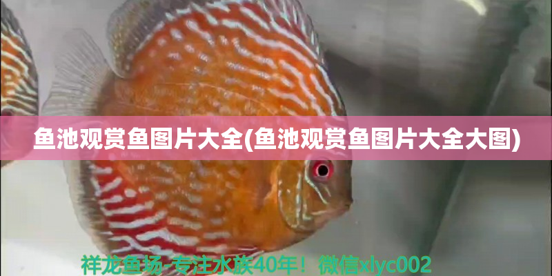 黎川魚池觀賞魚圖片大全(魚池觀賞魚圖片大全大圖)