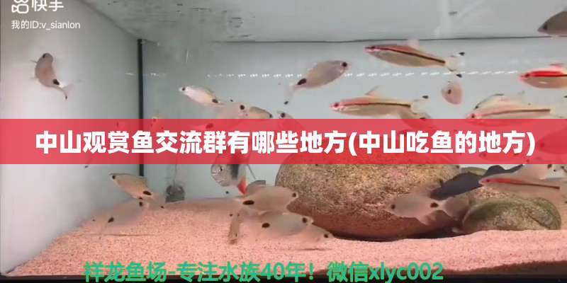 石鼓中山觀賞魚交流群有哪些地方(中山吃魚的地方)