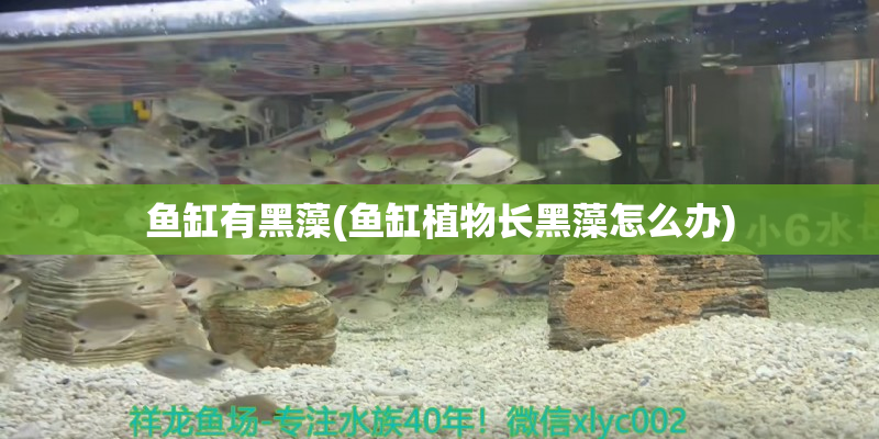 興化魚缸有黑藻(魚缸植物長黑藻怎么辦)