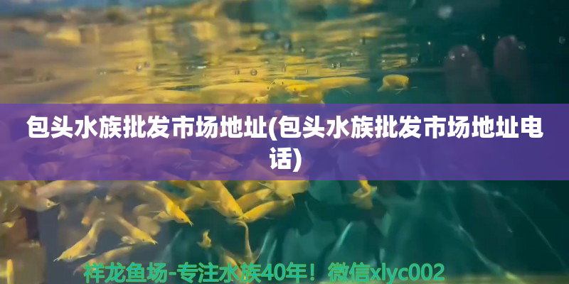 洛扎包頭水族批發(fā)市場地址(包頭水族批發(fā)市場地址電話)