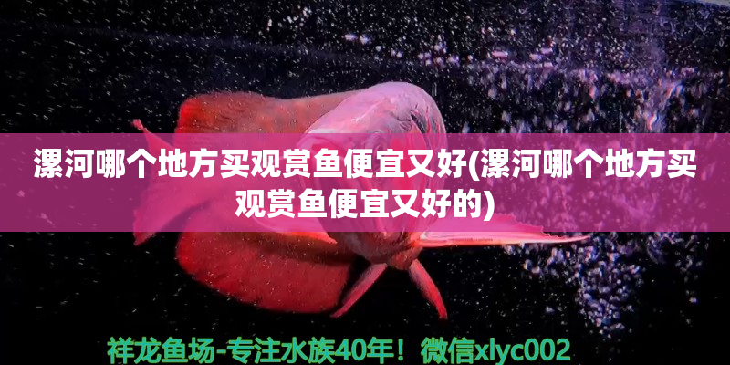 陜西漯河哪個地方買觀賞魚便宜又好(漯河哪個地方買觀賞魚便宜又好的)