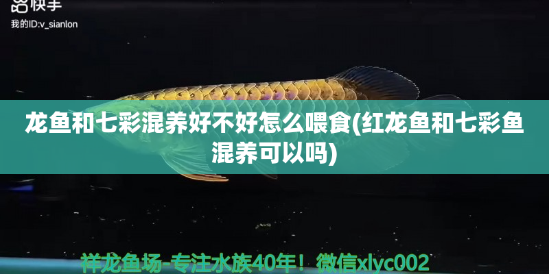 巴東龍魚和七彩混養(yǎng)好不好怎么喂食(紅龍魚和七彩魚混養(yǎng)可以嗎)