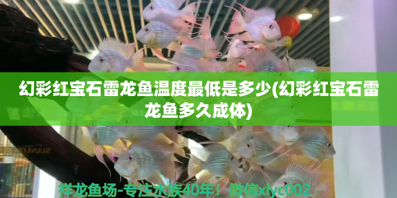 文成幻彩紅寶石雷龍魚溫度最低是多少(幻彩紅寶石雷龍魚多久成體)