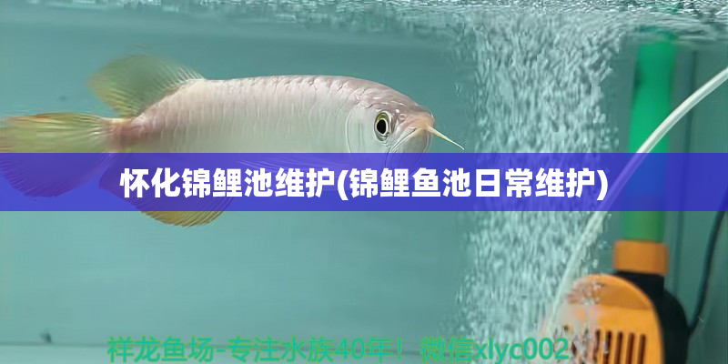 綠園懷化錦鯉池維護(hù)(錦鯉魚(yú)池日常維護(hù))