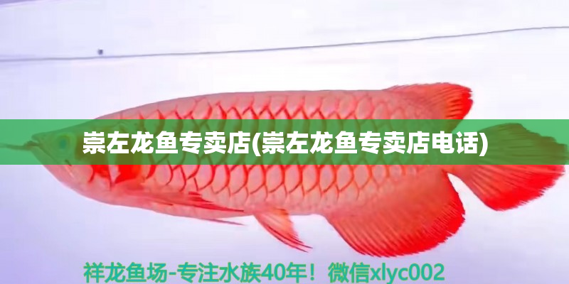 夾江崇左龍魚專賣店(崇左龍魚專賣店電話)