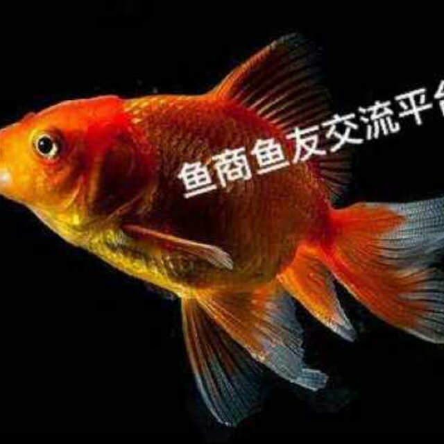 網(wǎng)友昵稱：楊凌魚缸批發(fā)市場