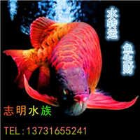 網(wǎng)友昵稱：楊凌魚缸批發(fā)市場