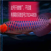 用戶(hù)昵稱(chēng)：北京魚(yú)缸批發(fā)市場(chǎng)