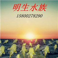 用戶(hù)昵稱(chēng)：楊凌觀(guān)賞魚(yú)批發(fā)市場(chǎng)