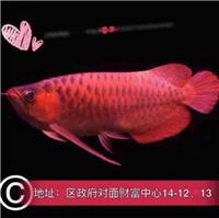 用戶(hù)昵稱(chēng)：楊凌觀(guān)賞魚(yú)批發(fā)市場(chǎng)