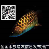 網(wǎng)友昵稱(chēng)：北京觀賞魚(yú)批發(fā)市場(chǎng)