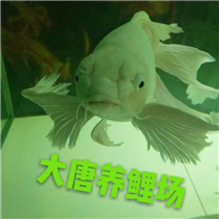 網友昵稱：杭州龍魚批發(fā)