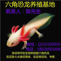 網(wǎng)友昵稱：宜昌龍魚批發(fā)市場(chǎng)