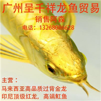 網(wǎng)友昵稱：沈陽(yáng)龍魚批發(fā)市場(chǎng)