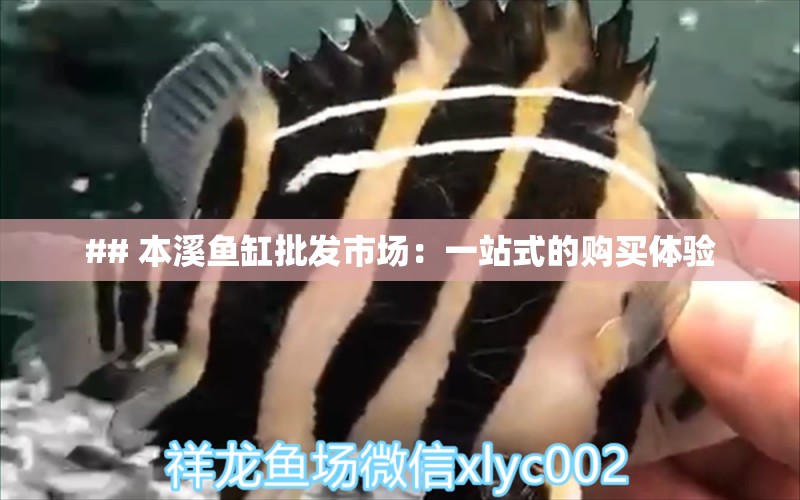 ## 本溪魚缸批發(fā)市場(chǎng)：一站式的購(gòu)買體驗(yàn) 魟魚百科