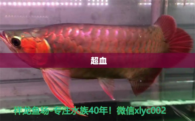 +超血 金老虎魚