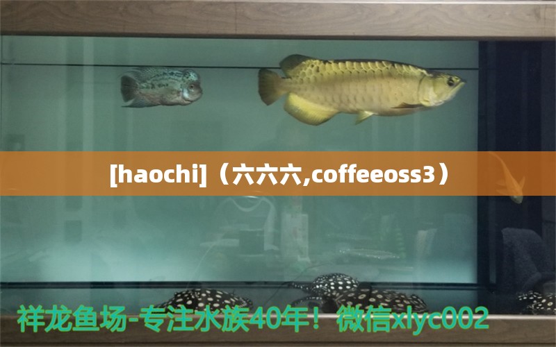 [haochi]（六六六,coffeeoss3） 觀賞魚論壇 第2張