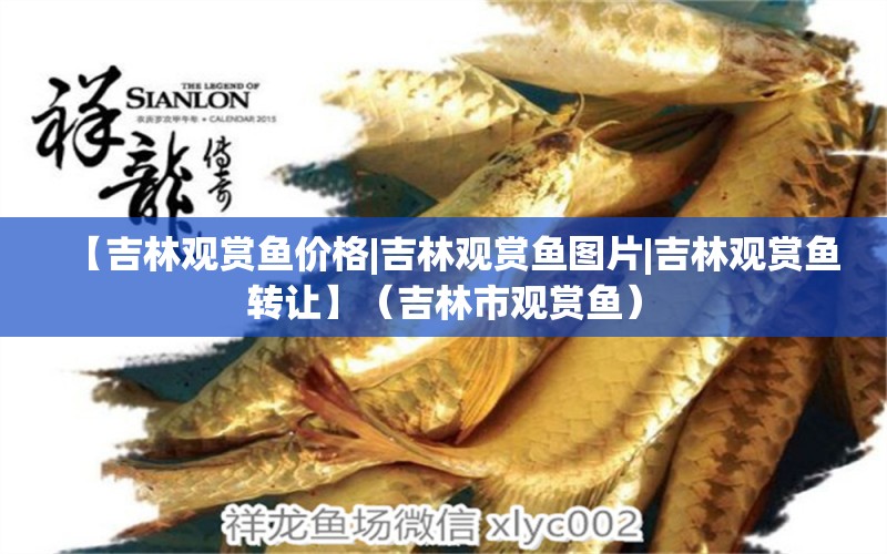 【吉林觀賞魚(yú)價(jià)格|吉林觀賞魚(yú)圖片|吉林觀賞魚(yú)轉(zhuǎn)讓】（吉林市觀賞魚(yú)） 祥龍水族醫(yī)院