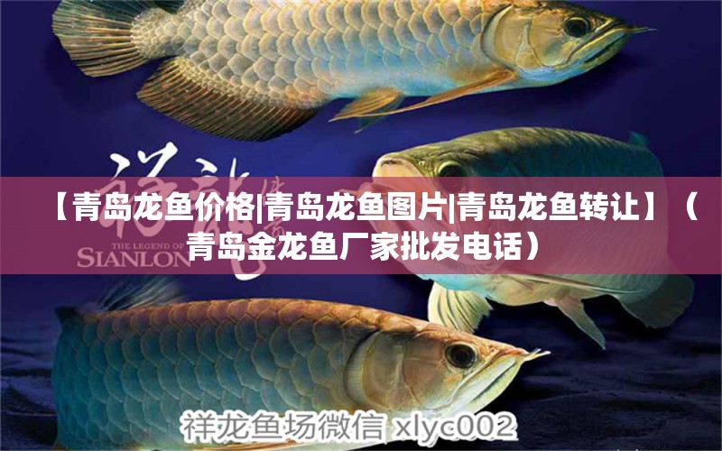 【青島龍魚(yú)價(jià)格|青島龍魚(yú)圖片|青島龍魚(yú)轉(zhuǎn)讓】（青島金龍魚(yú)廠家批發(fā)電話）