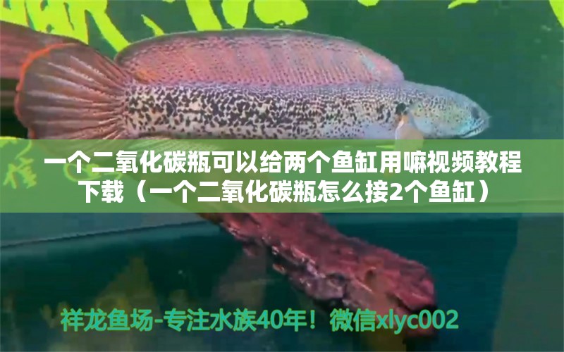 一個二氧化碳瓶可以給兩個魚缸用嘛視頻教程下載（一個二氧化碳瓶怎么接2個魚缸）