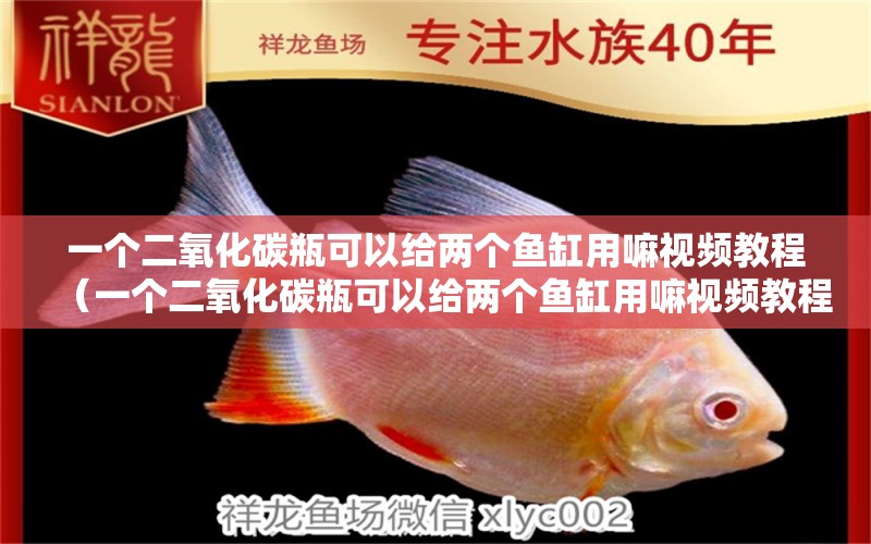 一個二氧化碳瓶可以給兩個魚缸用嘛視頻教程（一個二氧化碳瓶可以給兩個魚缸用嘛視頻教程全集）