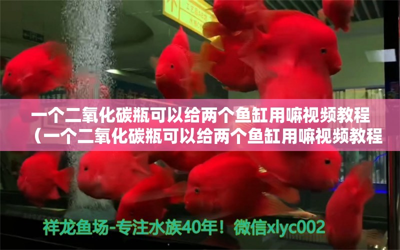 一個(gè)二氧化碳瓶可以給兩個(gè)魚缸用嘛視頻教程（一個(gè)二氧化碳瓶可以給兩個(gè)魚缸用嘛視頻教程）