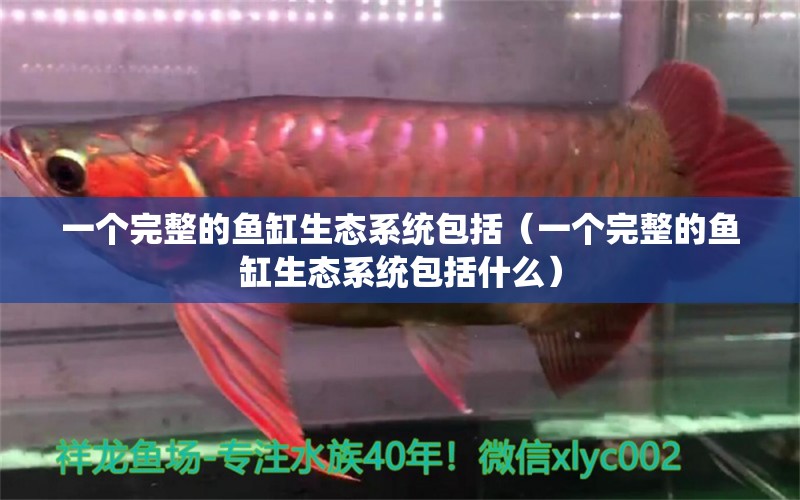 一個完整的魚缸生態(tài)系統(tǒng)包括（一個完整的魚缸生態(tài)系統(tǒng)包括什么） 祥龍水族醫(yī)院