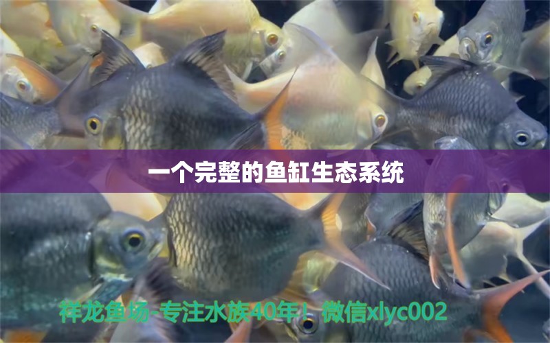 一個(gè)完整的魚缸生態(tài)系統(tǒng)