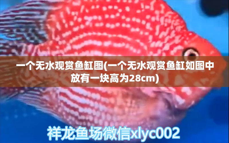 一個無水觀賞魚缸圖(一個無水觀賞魚缸如圖中放有一塊高為28cm) 水族維護服務(wù)（上門）