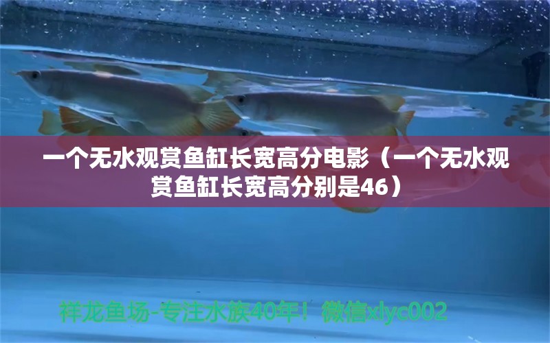 一個(gè)無(wú)水觀賞魚(yú)缸長(zhǎng)寬高分電影（一個(gè)無(wú)水觀賞魚(yú)缸長(zhǎng)寬高分別是46） 黃金貓魚(yú)