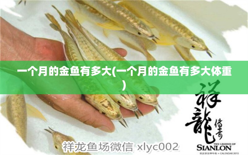 一個(gè)月的金魚(yú)有多大(一個(gè)月的金魚(yú)有多大體重) 綠皮皇冠豹魚(yú)