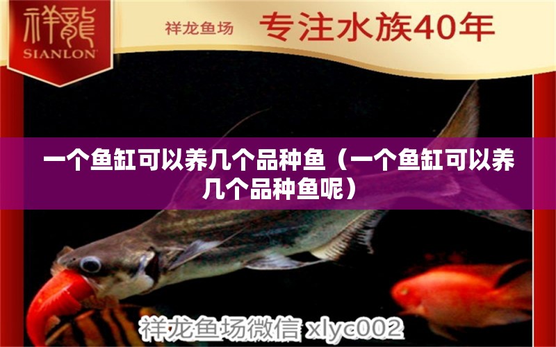 一個(gè)魚缸可以養(yǎng)幾個(gè)品種魚（一個(gè)魚缸可以養(yǎng)幾個(gè)品種魚呢） 錦鯉池魚池建設(shè)