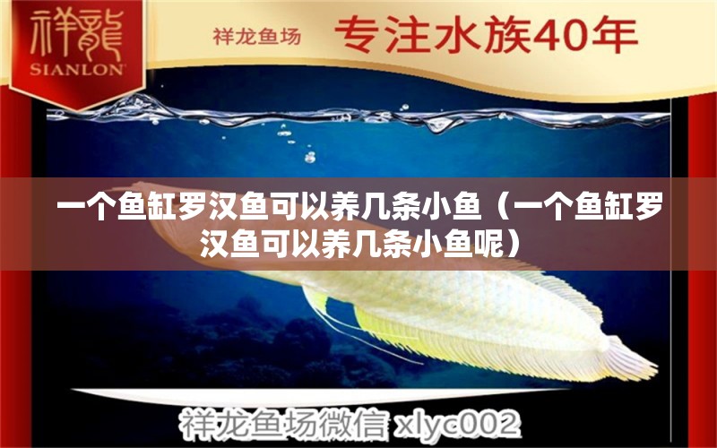 一個魚缸羅漢魚可以養(yǎng)幾條小魚（一個魚缸羅漢魚可以養(yǎng)幾條小魚呢） 羅漢魚