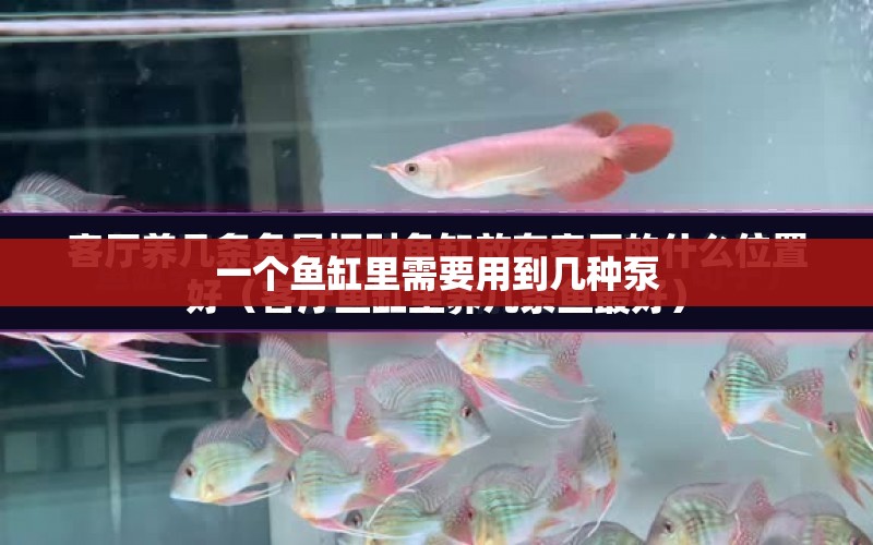 一個魚缸里需要用到幾種泵 水族問答 第1張