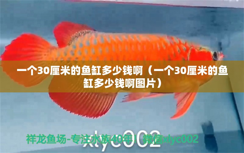 一個30厘米的魚缸多少錢?。ㄒ粋€30厘米的魚缸多少錢啊圖片）