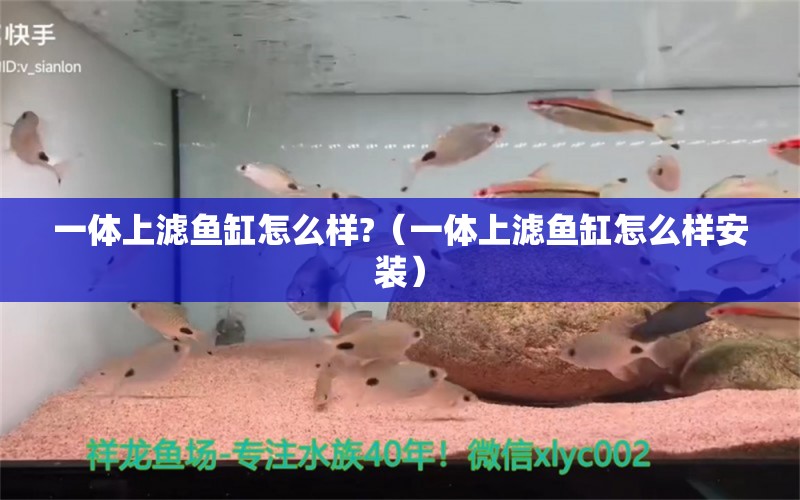 一體上濾魚缸怎么樣?（一體上濾魚缸怎么樣安裝）