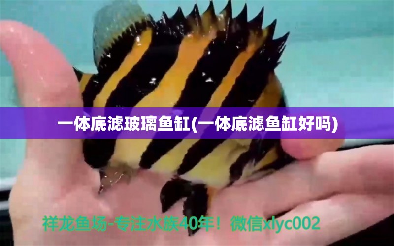 一體底濾玻璃魚缸(一體底濾魚缸好嗎) 暹羅巨鯉